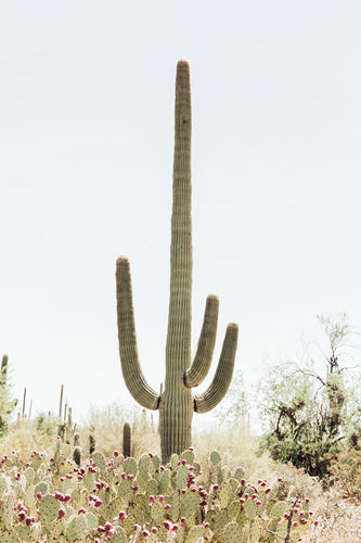 Pampa - AU
