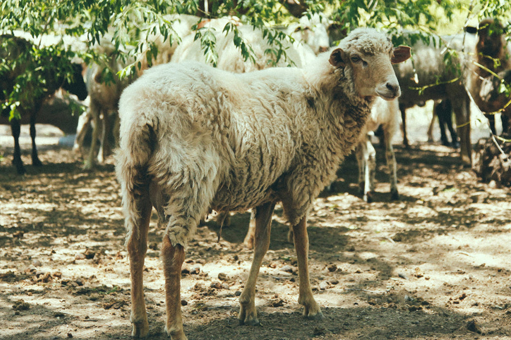 Caring of Sheep