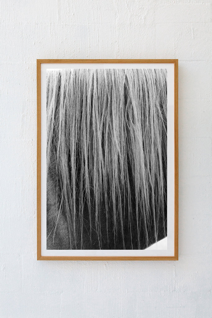 Black & White Mane