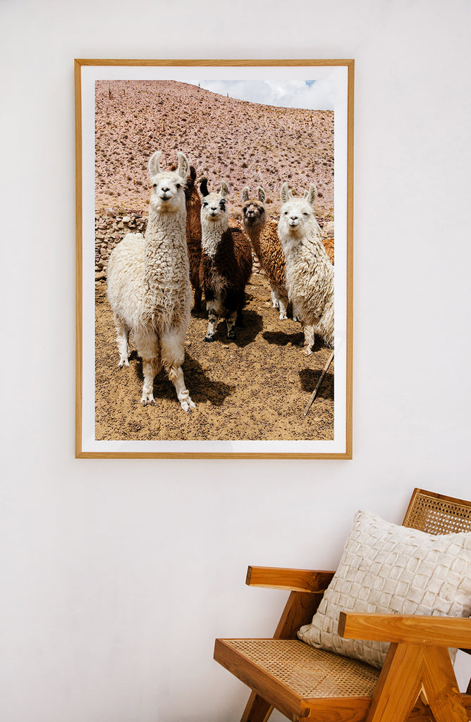 Llama #22