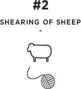 Shearing of Sheep