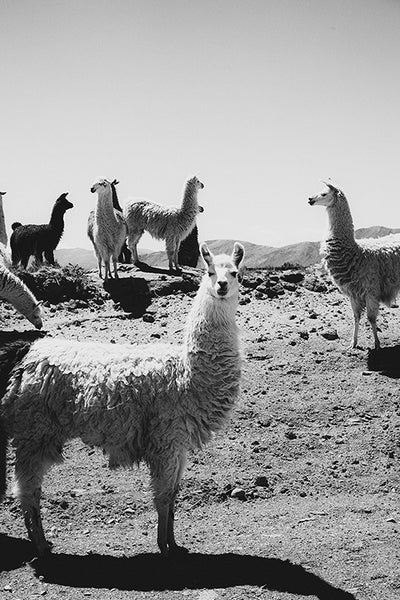 Llama #4