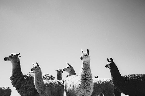Llama #2
