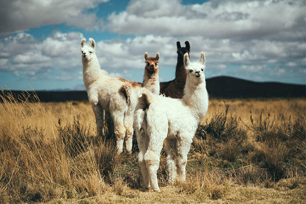 Llama #3