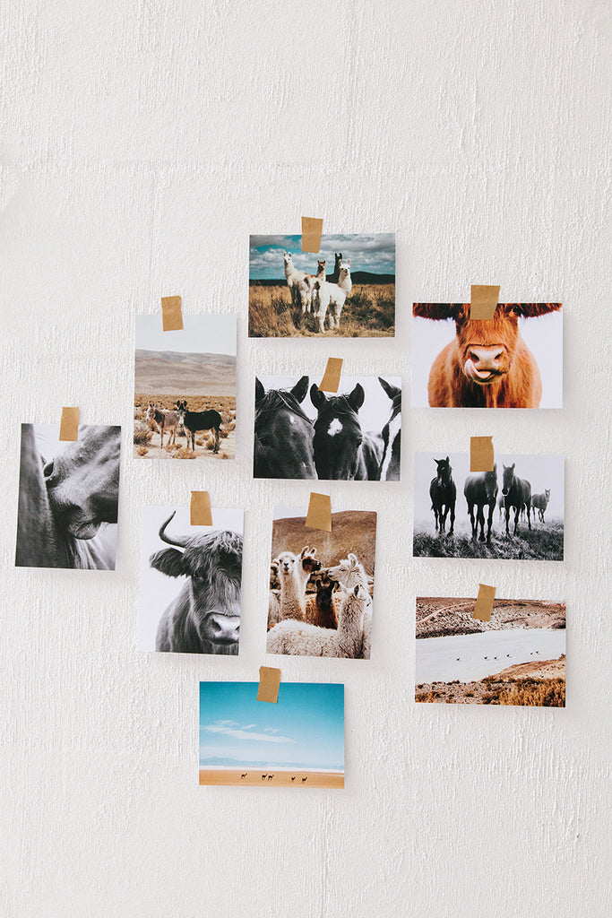 Art Postcards | Pampa Animals