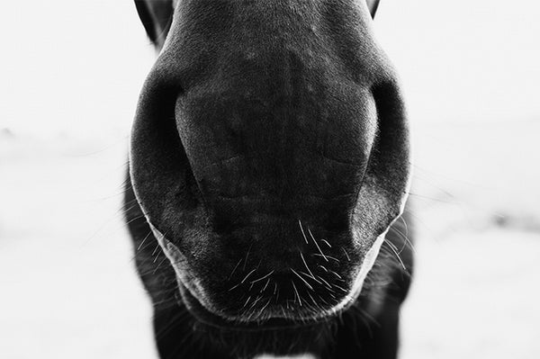 Muzzle
