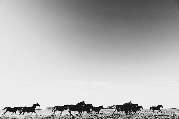 Running Free II