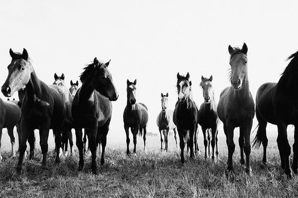 The Heard